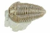 Prone Flexicalymene Trilobite - Mt Orab, Ohio #380329-2